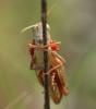 Calliptamus sp.